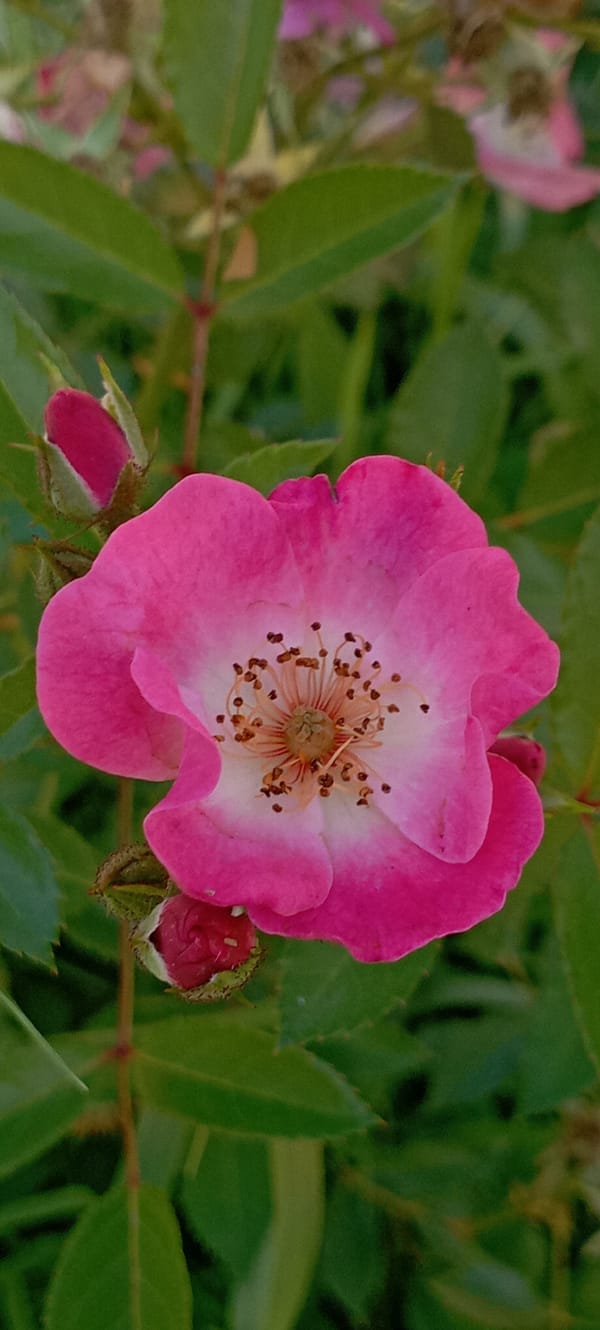 Close-up rose photography in a Ukrainian garden