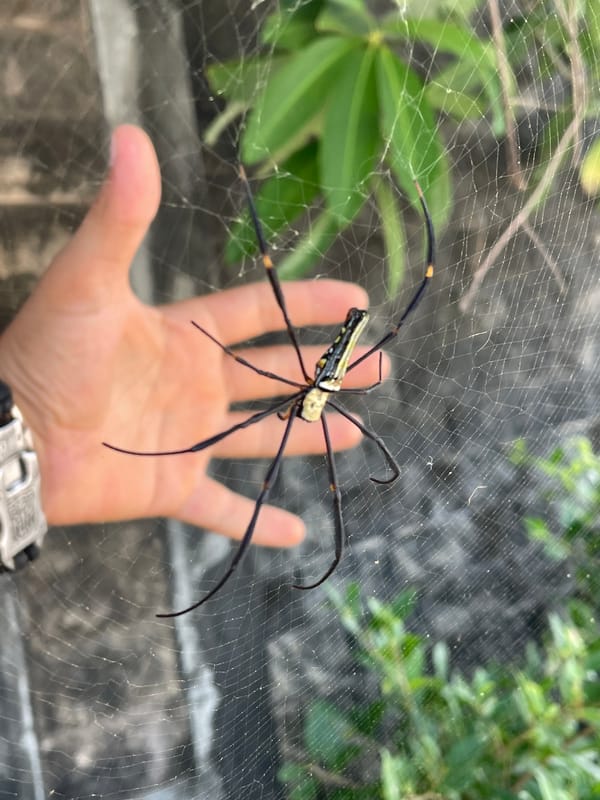 Golden Orb Weaver spider documented up close in Si Sunthon