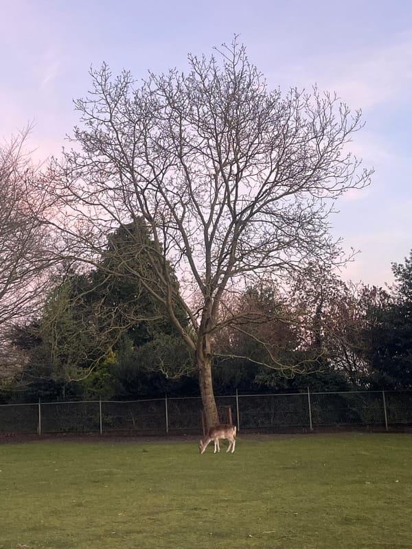 Rural Netherlands sunset scenes with deer captured near Volkel