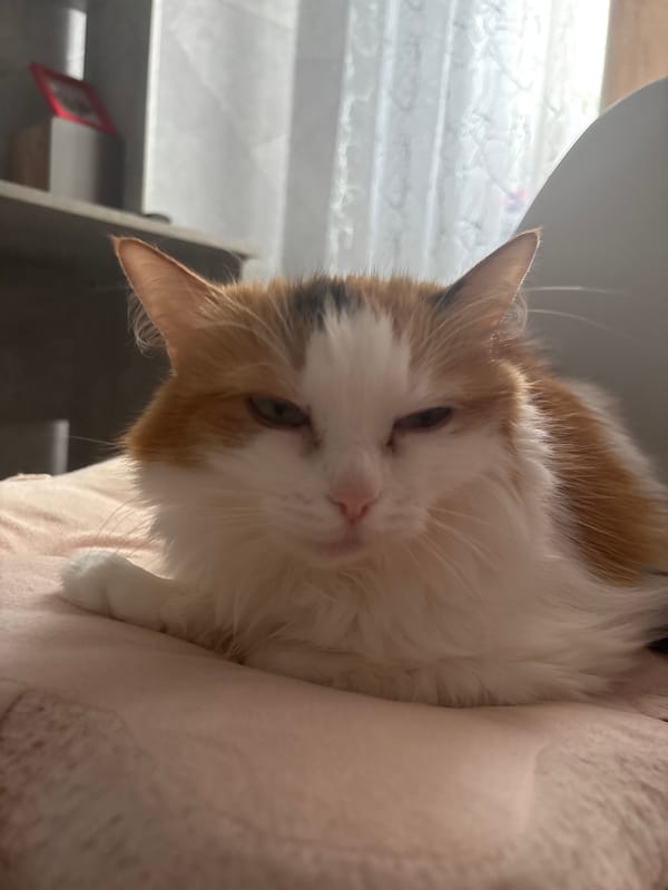 Calico cat observed resting indoors in Noviy, Russia