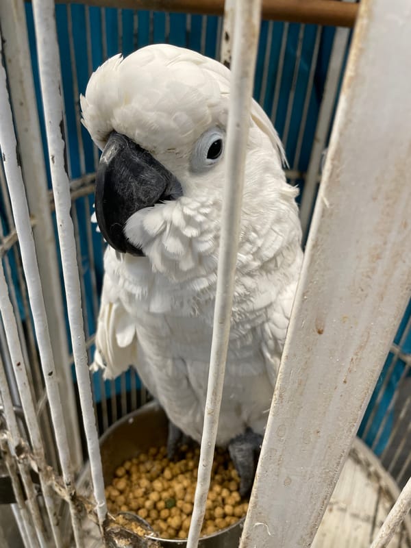 White cockatoo observed in cage displaying various behaviors