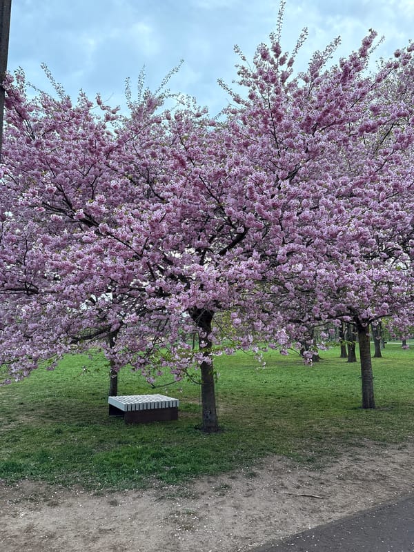 Cherry blossoms peak bloom draws visitors to Riga park
