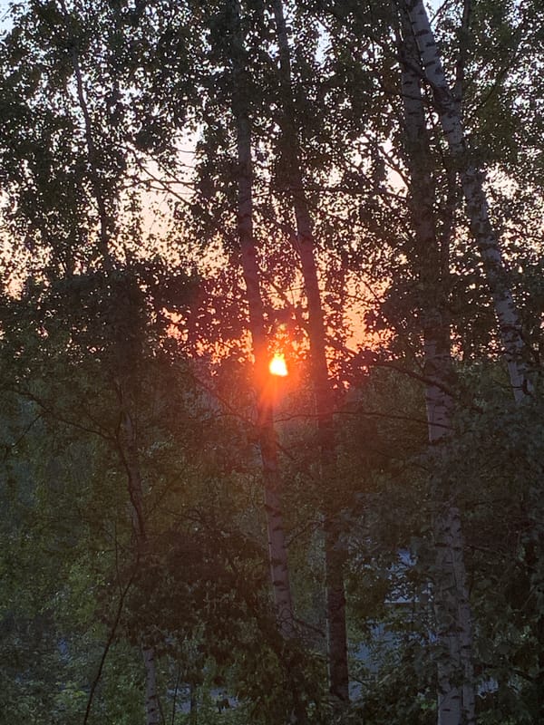 Golden hour in Chaikovsky: birch trees, window light, home vibes