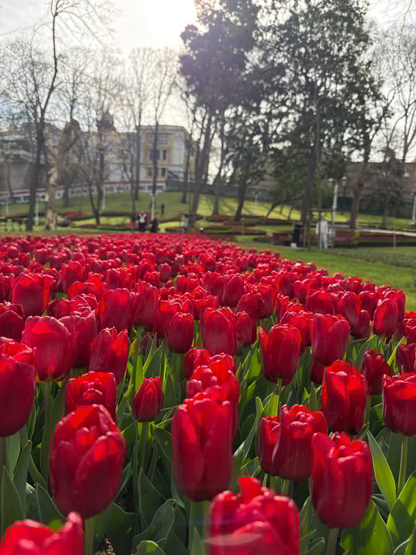 Morning spring scenes captured across Istanbul tulip gardens and streets