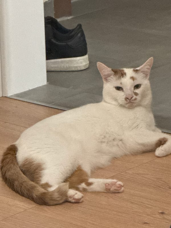 Quiet evening moment with cat and bathrobe-clad person in Sofia