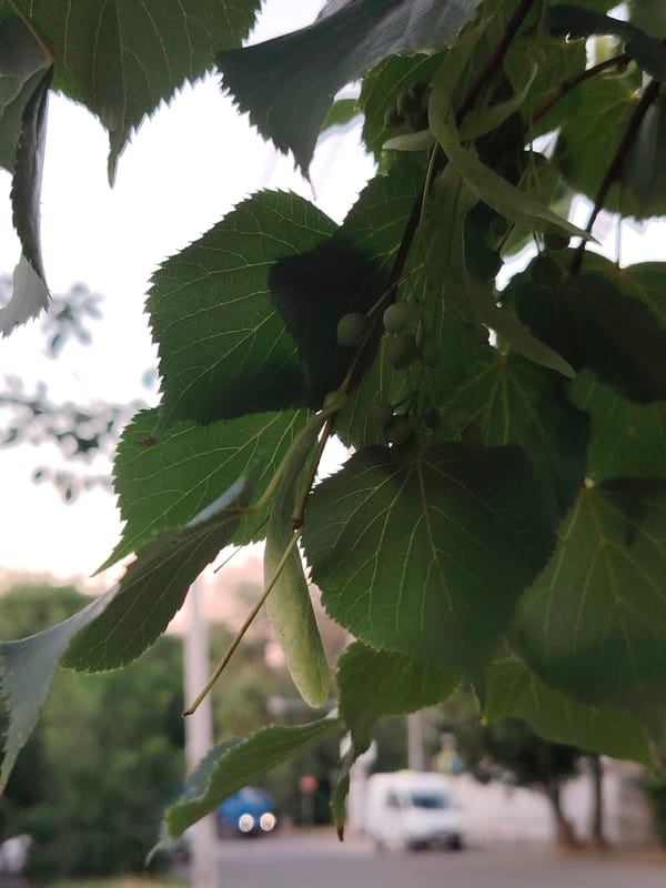 Evening stroll through Rostov-on-Don, flowers, streets, and a pharmacy stop