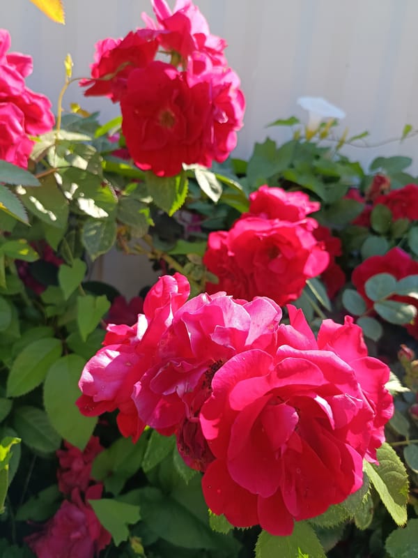 Summer garden in Vereya: flowers, vegetables, and a beetle