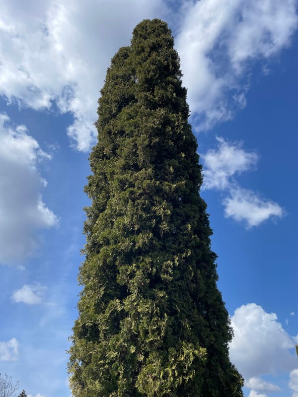 Tall coniferous tree documented against blue sky in Ukraine