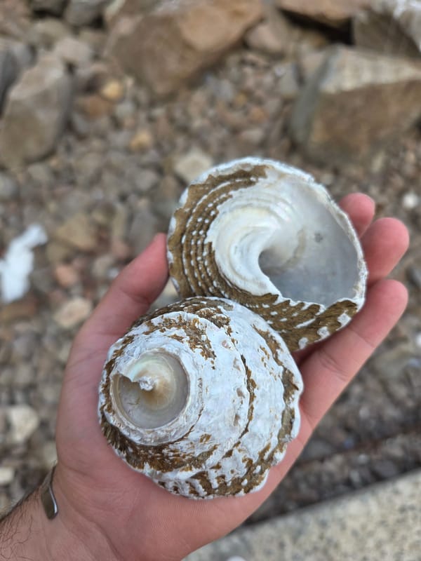 Coastal diving and marine life documented near Ensenada