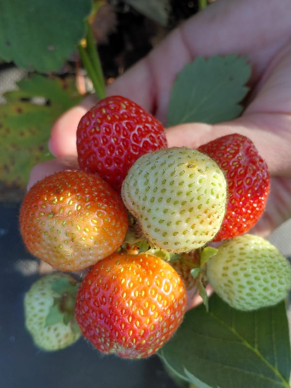 Summer morning in a Novosibirsk garden: bugs, berries, and snacks