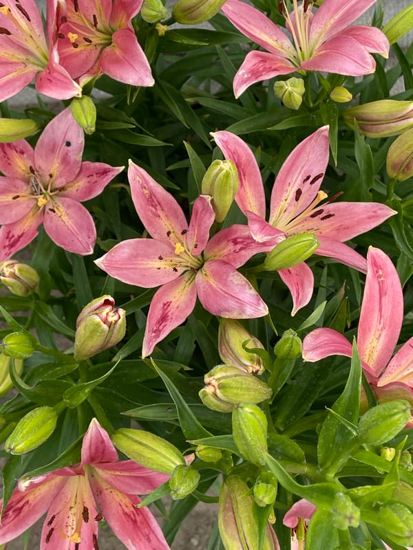 Close-up overhead look at pink and magenta lily blossoms