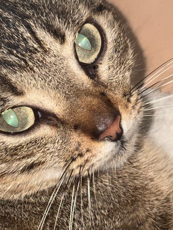 Late-night art session with pets documented in Ciudad Guayana