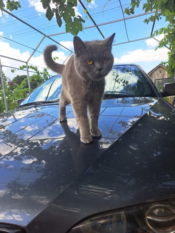 Sunny afternoon in rural Ukraine with a photogenic grey cat
