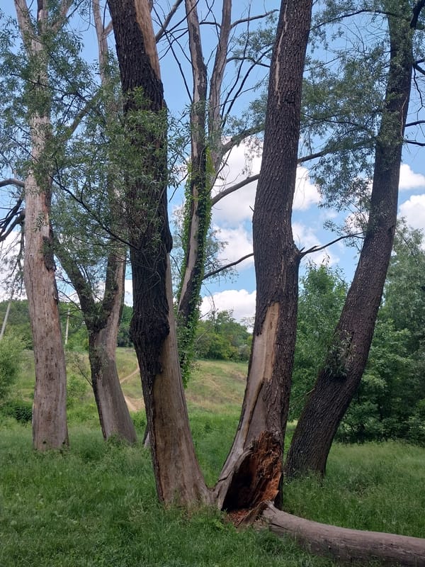 Spring wildflower meadows and nature paths documented in Dnipro