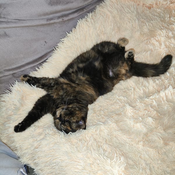 Tortoiseshell cat rests on blanket in Kharkiv home