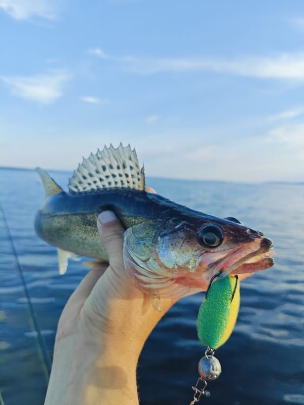Fishing for walleye and perch on quiet Russian waters