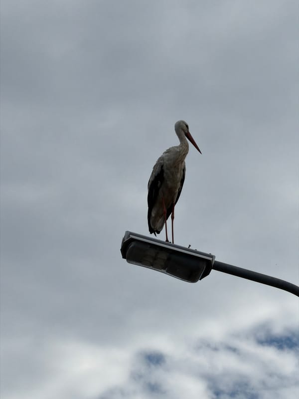 White stork perches on a Dreiliņi streetlamp on a cloudy morning