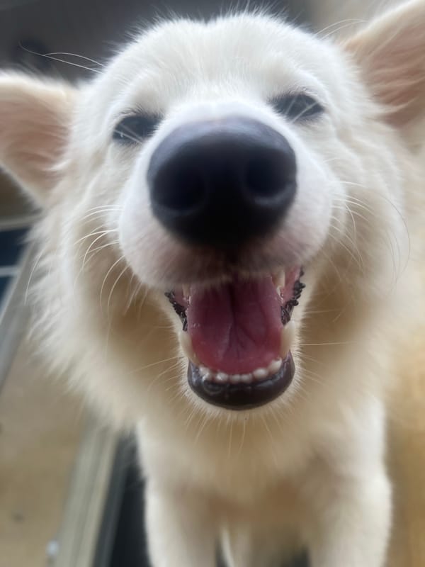 Person plays with white dog in Ikot Ekpene, Nigeria