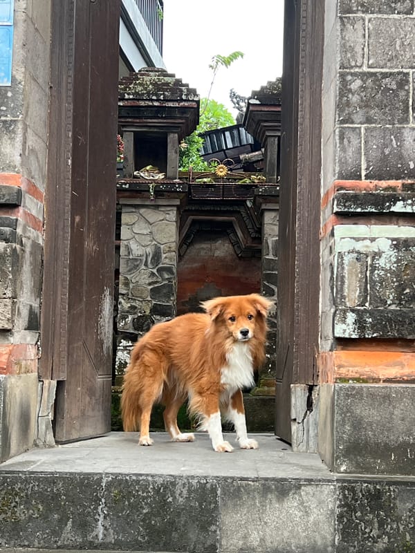 Morning street life documented in Ubud during rainfall