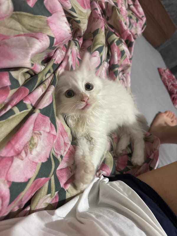 Quiet evening in Kyustendil: kitten, selfie, sports at the café