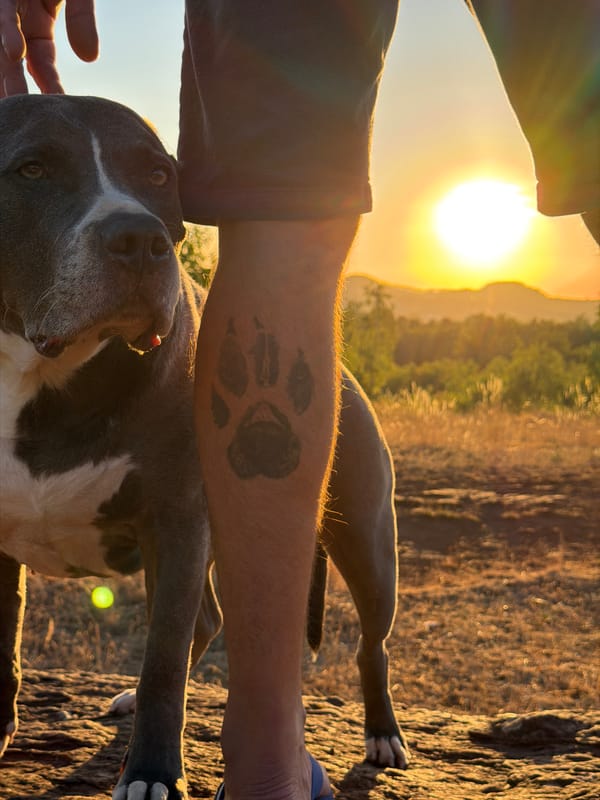 Pit bull and golden hour fields, Luxembourg countryside