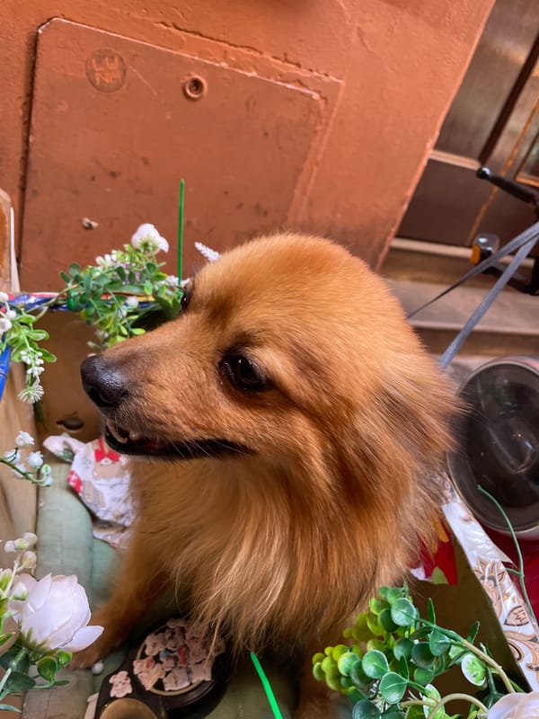 Dog sits in decorated motorcycle basket in Bologna