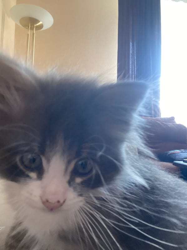 Playful kitten photographed during morning interactions in Russian town