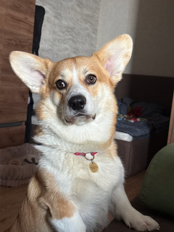Pet corgi interacts with owner on sofa in Krasnoyarsk