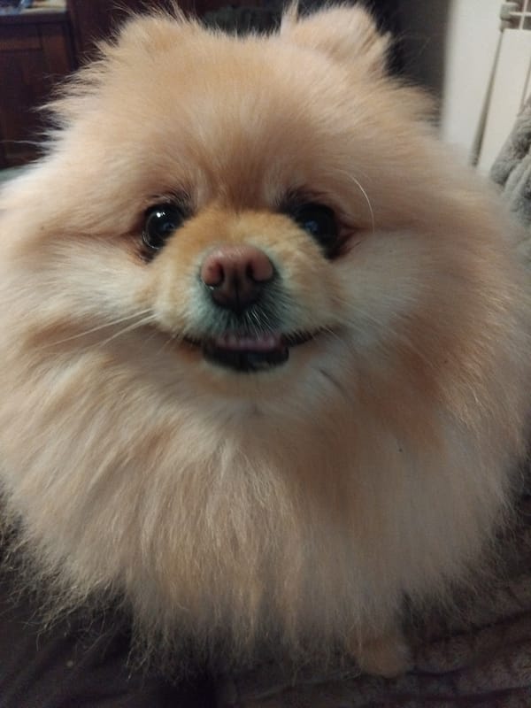 Pomeranian dog photographed resting during Easter celebrations in Bulgaria