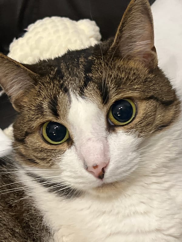 Moscow tabby cat photographed extensively indoors, one painting included