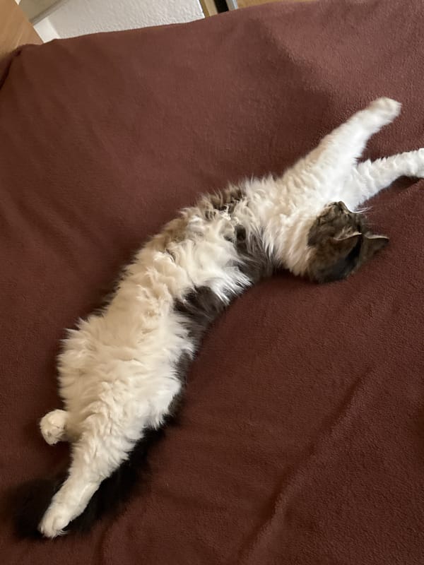 Cat relaxes on couch in Tuapse home