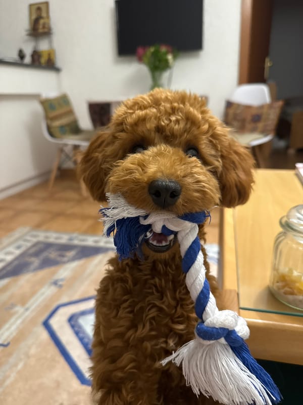 Brown poodle plays with rope toy in Montenegro home