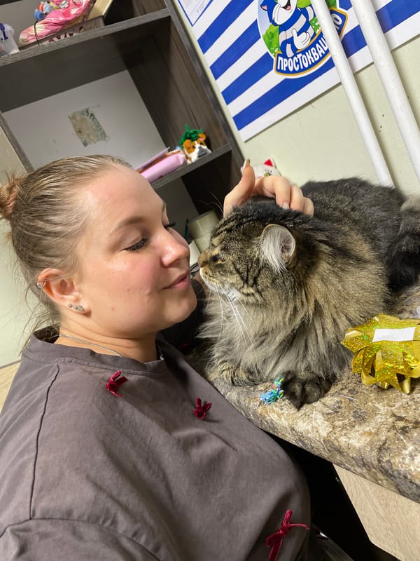 Tabby cat lounges at a counter in Izhevsk, enjoying some company.