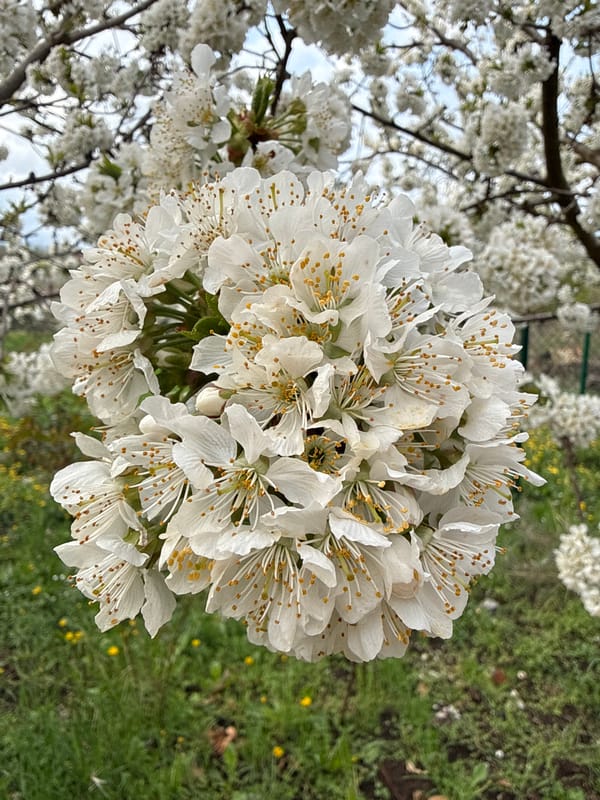 Spring blooms captured in Bankya, Bulgaria
