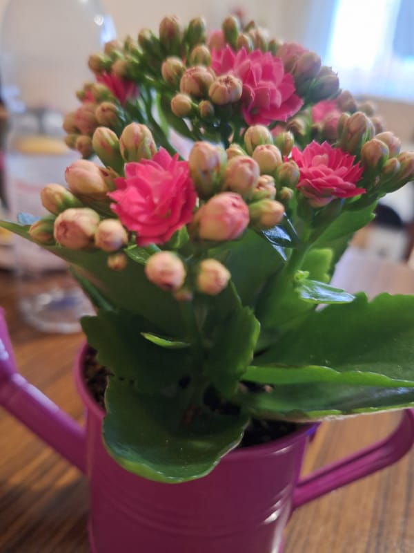 Pink flowering plant photographed in decorative watering can pot