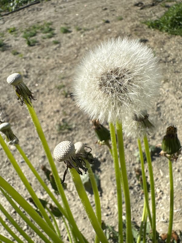 Dawn moments: dandelions and cat captured by witnesses