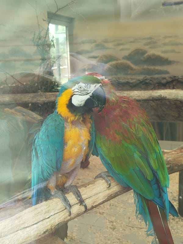Morning at Kharkiv Zoo, animals and enclosures throughout