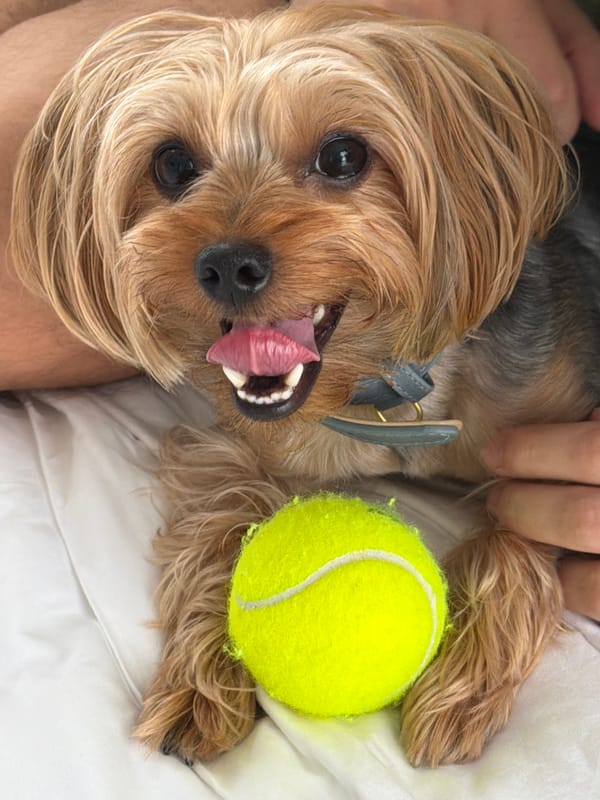 Yorkie chills with a tennis ball on a white surface