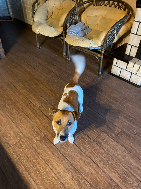 Jack Russell terrier and espresso machine, Saint Petersburg home