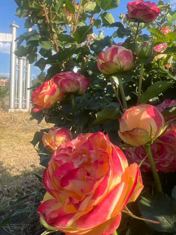 Roses and riverside scenery in Rybnitsa, Moldova