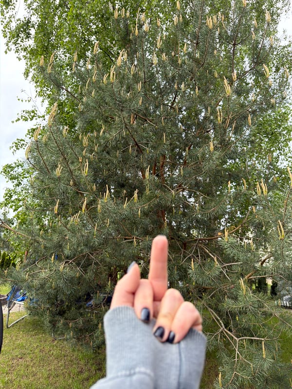 Person documents spring morning selfie session among flowers in Latvia