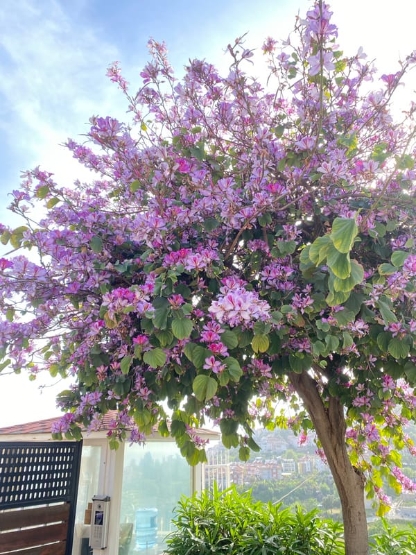 Spring blooms and street life documented in Alanya, Turkey