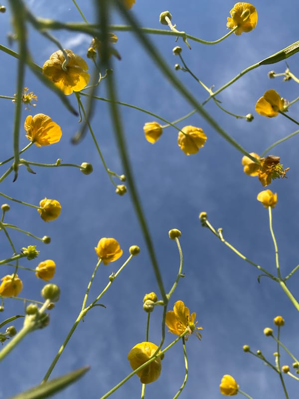 Woman photographed in Russian buttercup field under blue sky