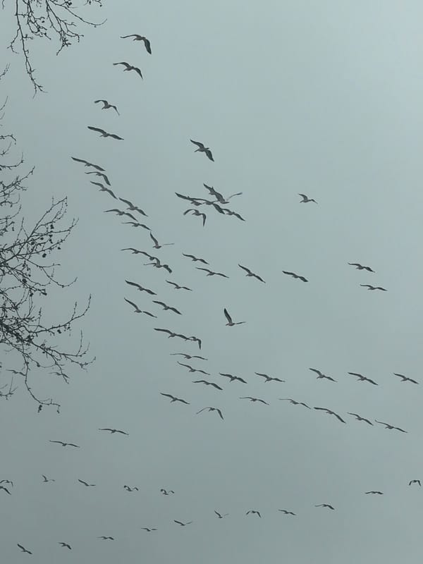Bird flock migrates over Varna during morning commute