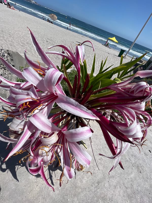 Sunny beach day draws crowds in Iquique, Chile
