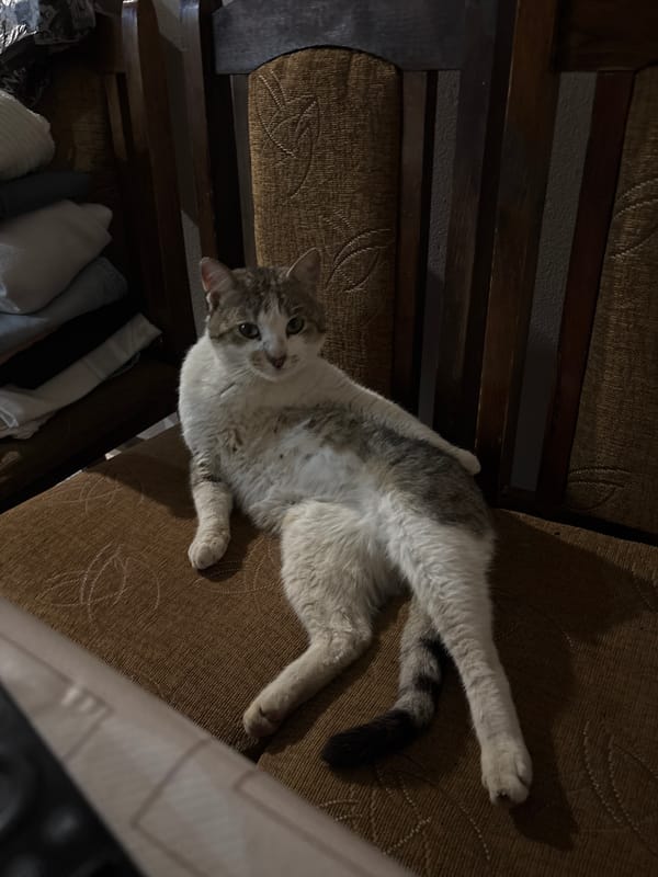 Cat named Nirzhan sleeps peacefully despite owner's wake-up calls