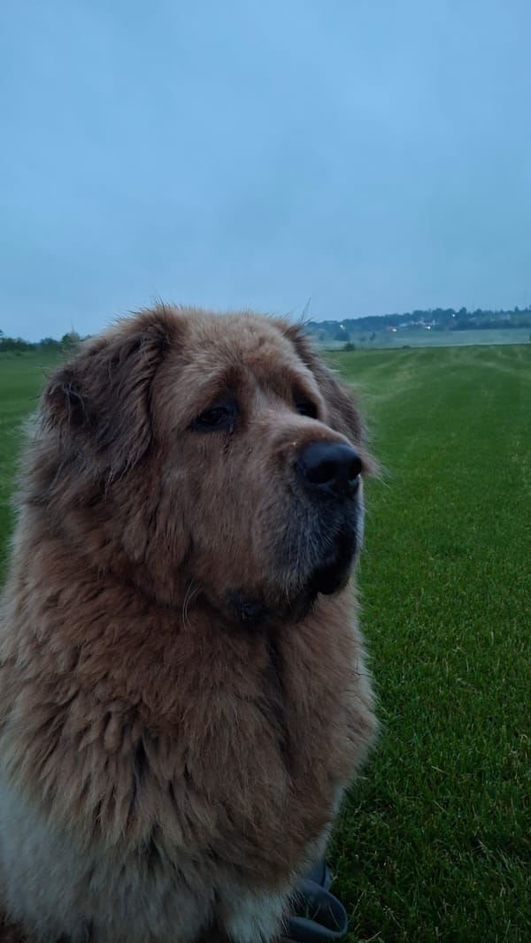 Dog walk through Russian fields near St Petersburg