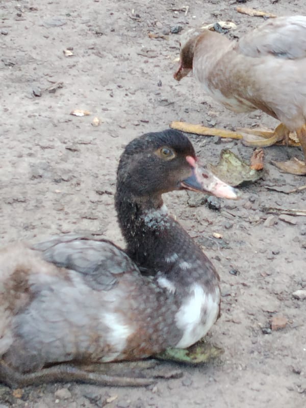 Ducks resting on open ground beneath a leafy tree