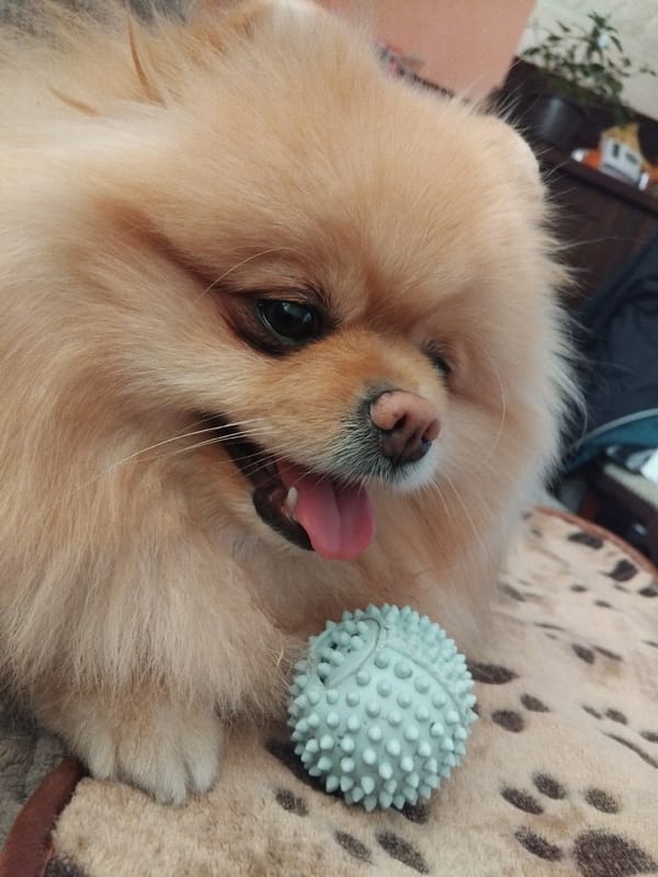 Pomeranian plays with rubber ball in Apriltsi, Bulgaria