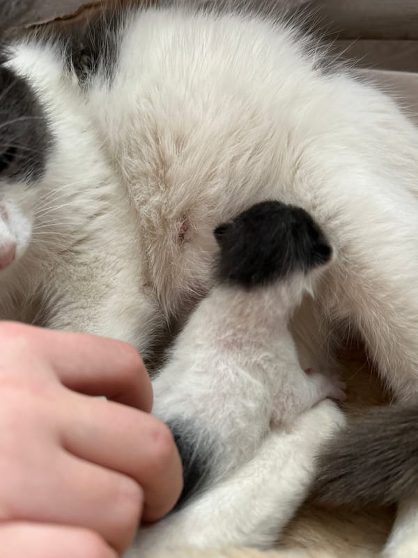 Cat gives birth to kittens in Russian village home